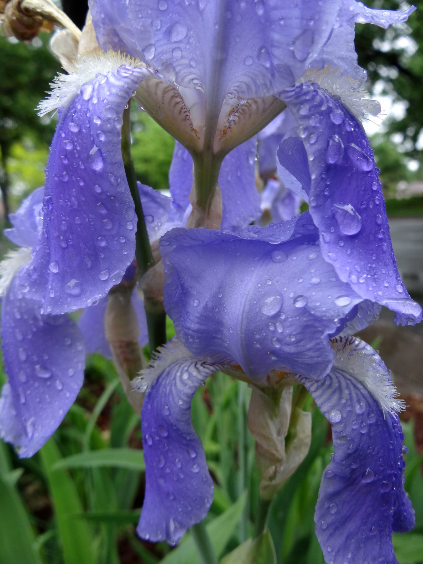 Raindrops on Iris's