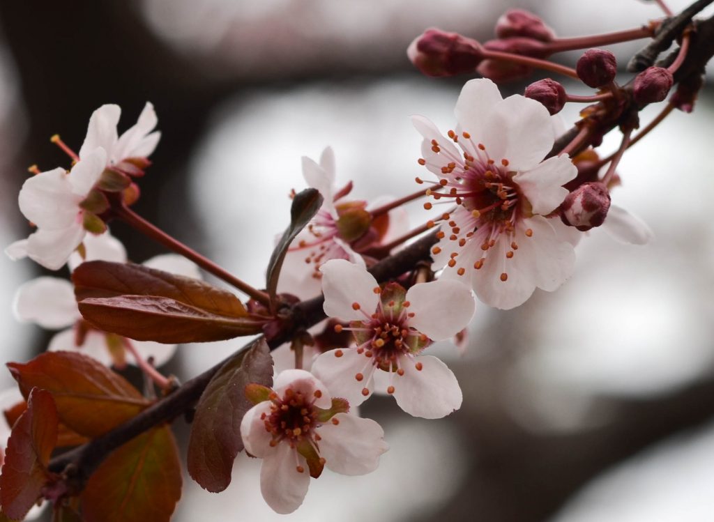 Plum Blossoms – Longfellow365
