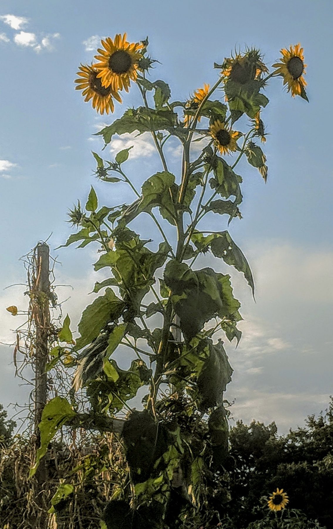tall sunflowers in a garden against blue sky