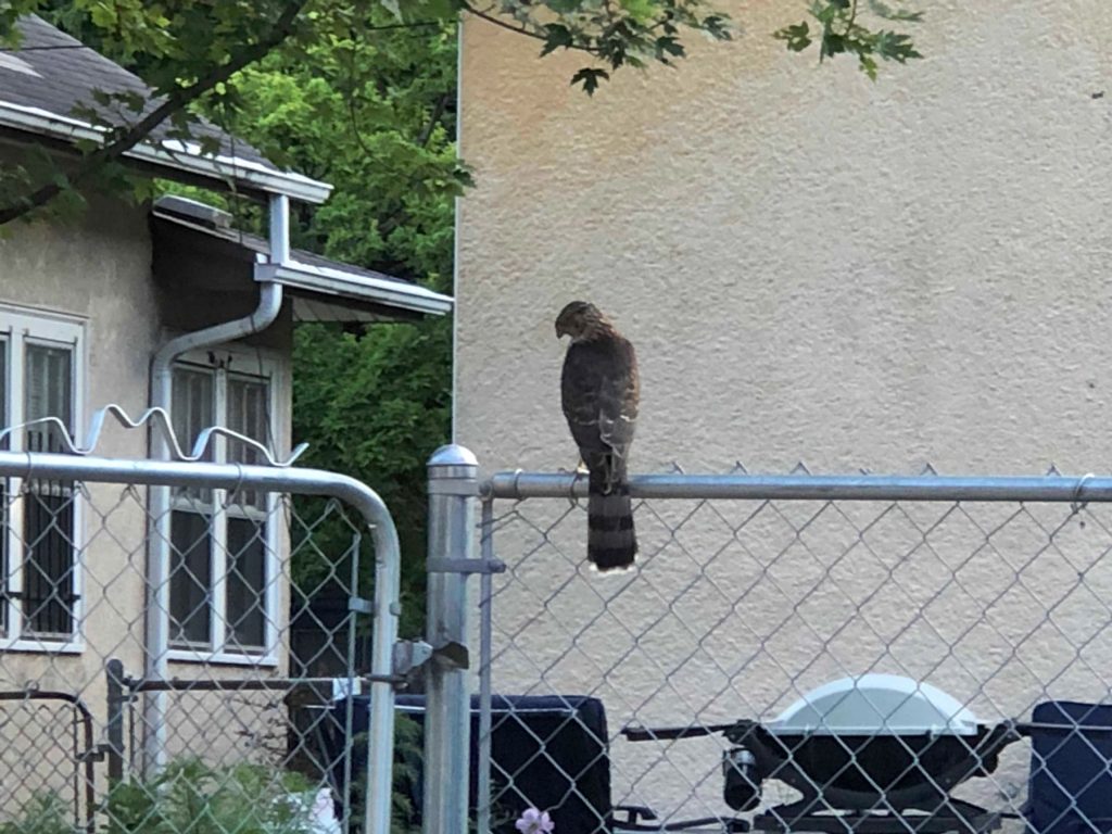 Cooper's Hawk on fence