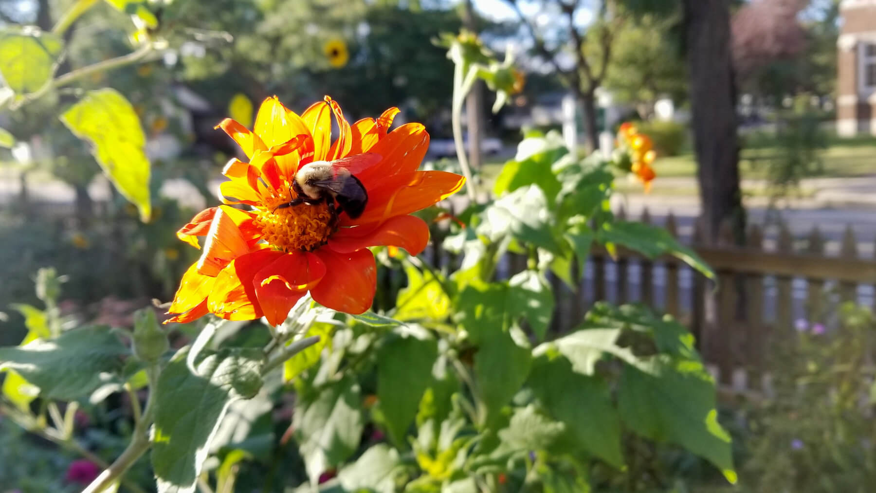 bee on a flower in a city garden