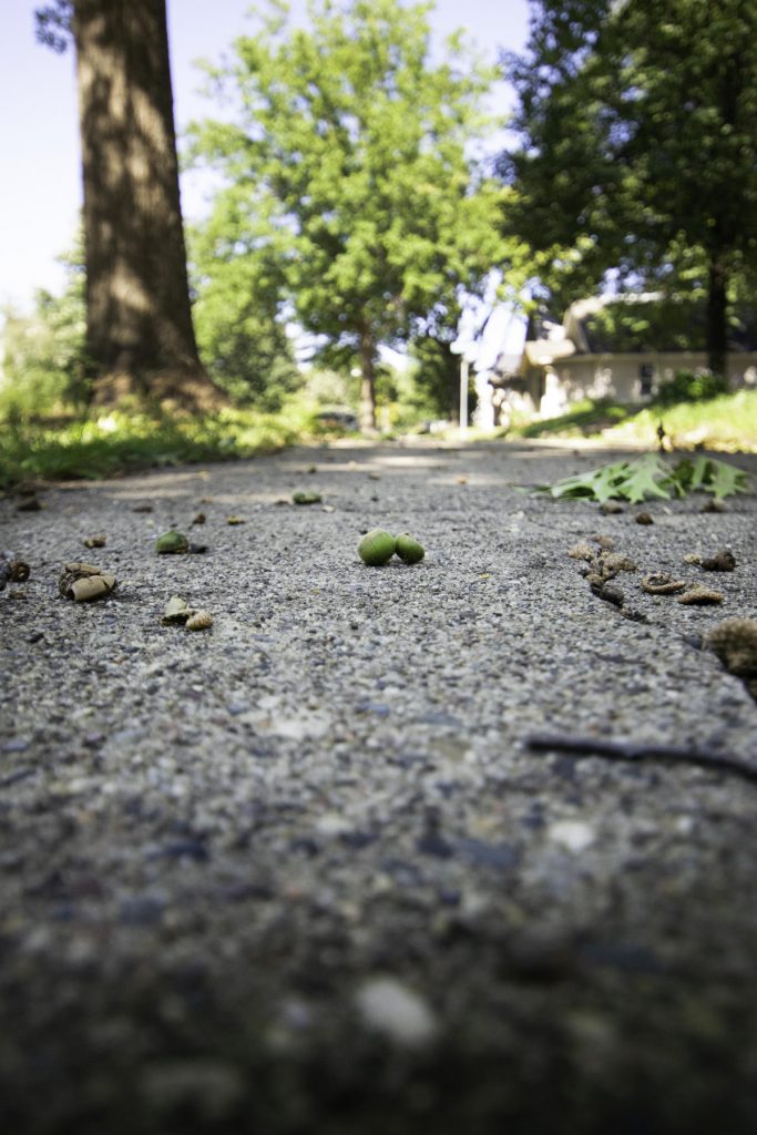 acorns on a sidewalk