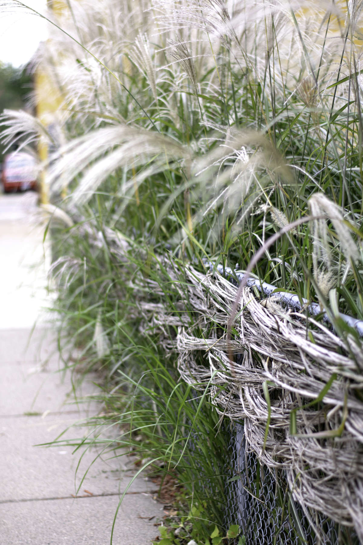 feathery native grasses and chain link fencing