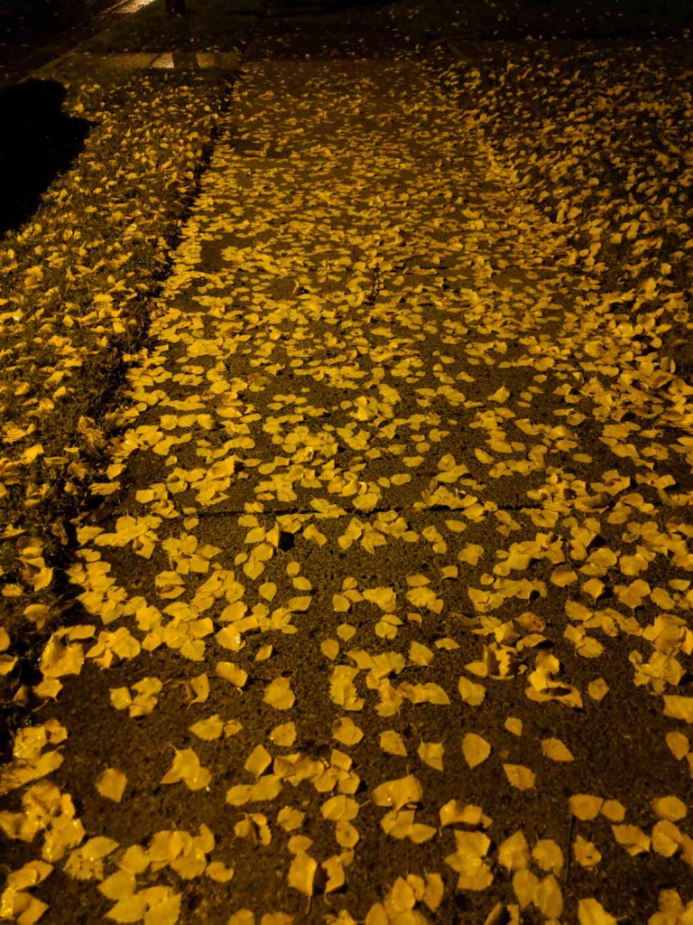 carpet of leaves on street