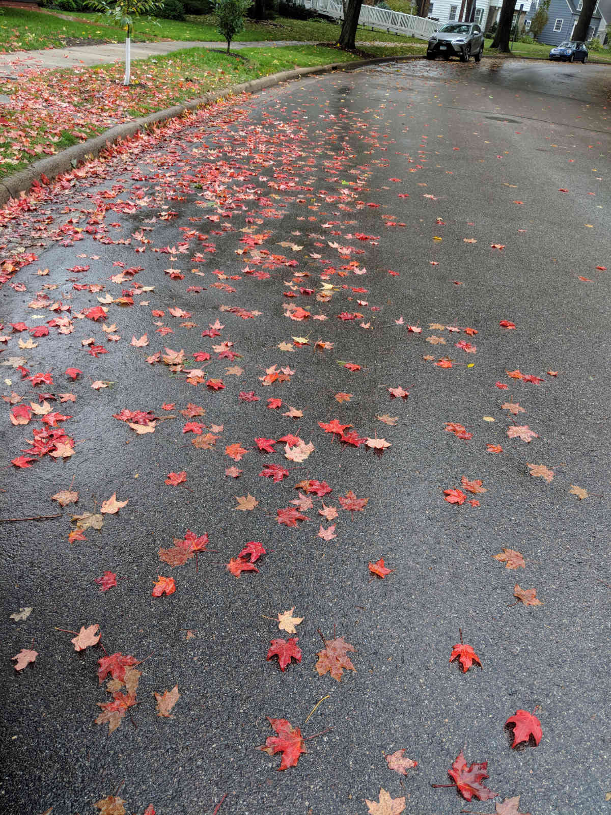 autumn leaves on street
