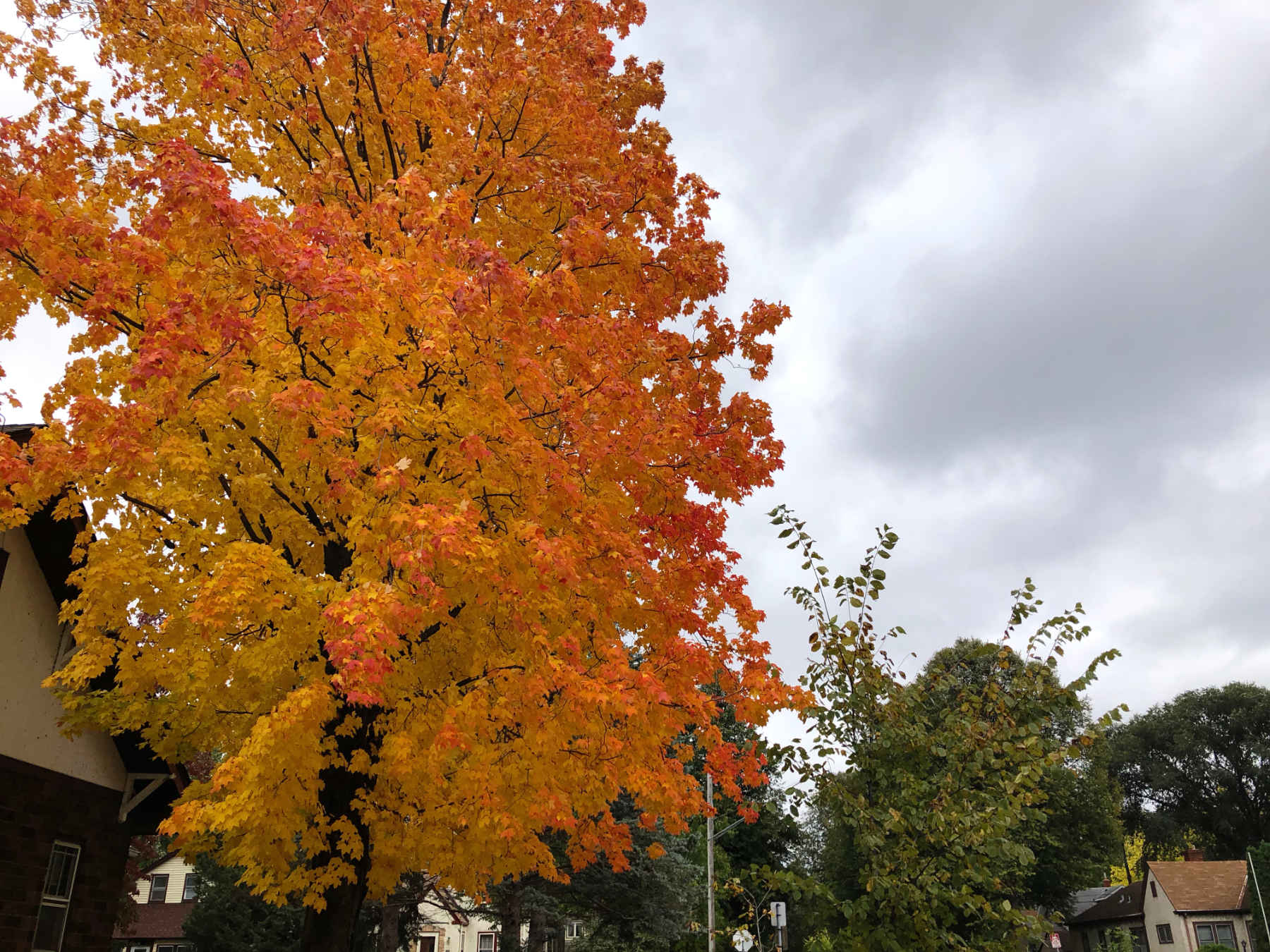 Fiery-colored maple tree