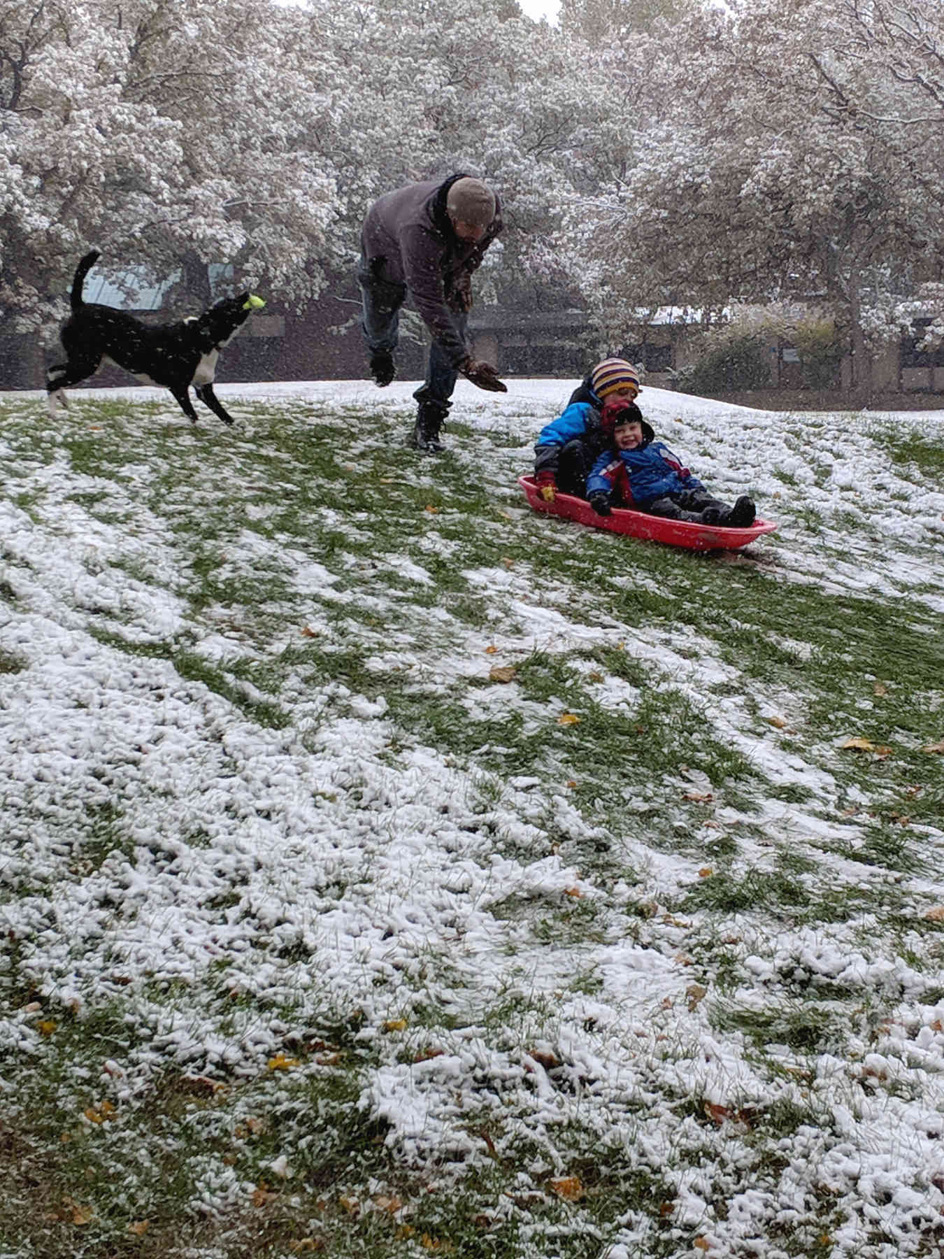 kids sledding down hill in front of man and dog
