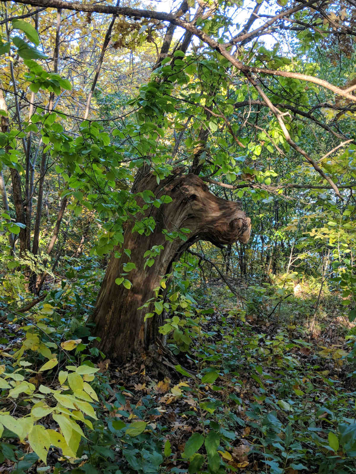 tall tree stump in the woods that looks like a moose head