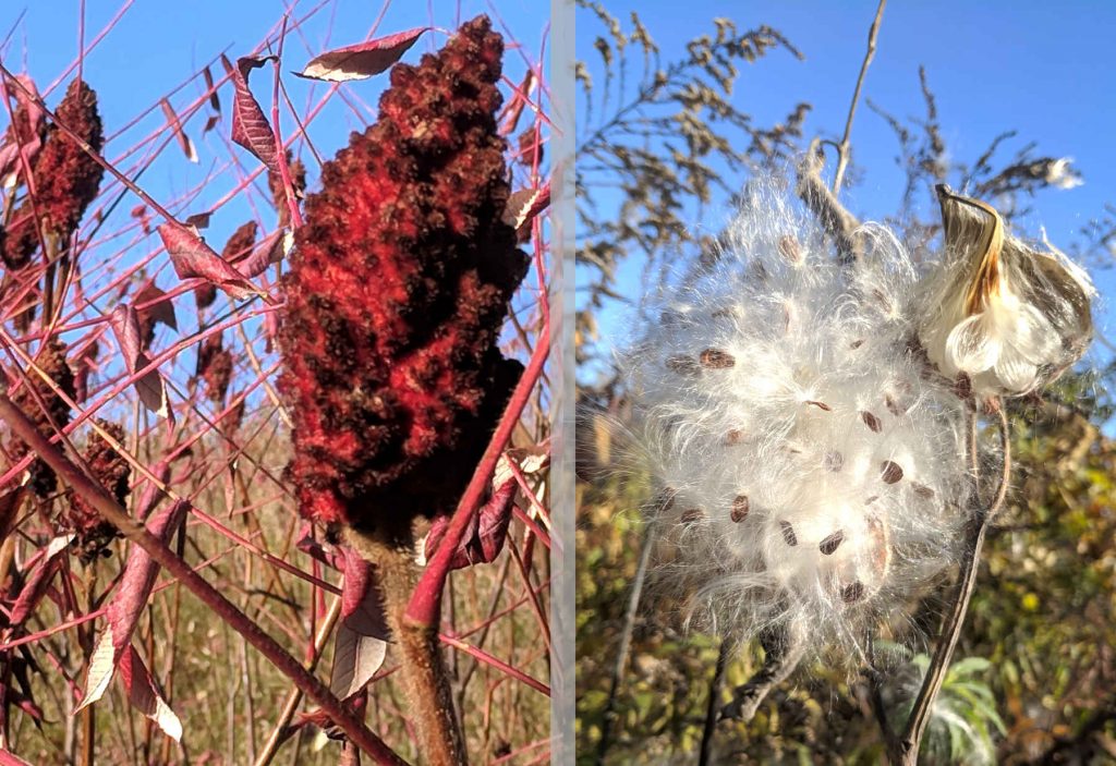 diptych of red sumac berries and feathery white milkweed pods