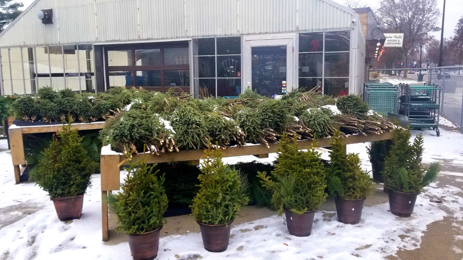 holiday greenery with conifer branches in bondules and pots