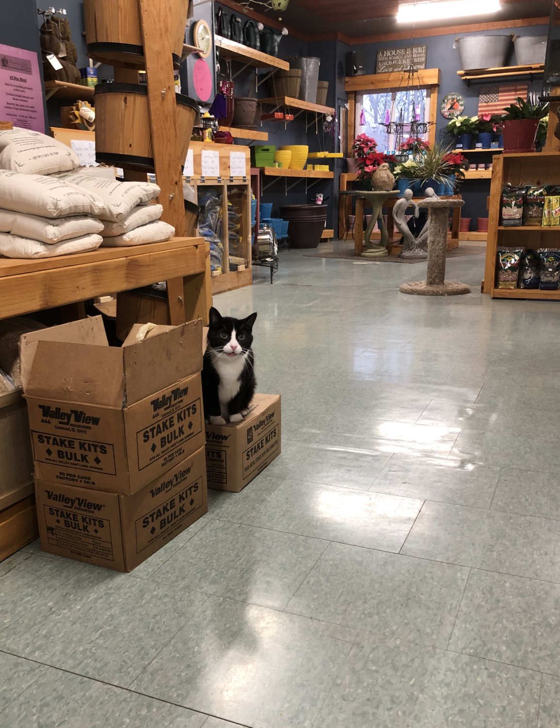 Tuxedo cat on box in retail shop