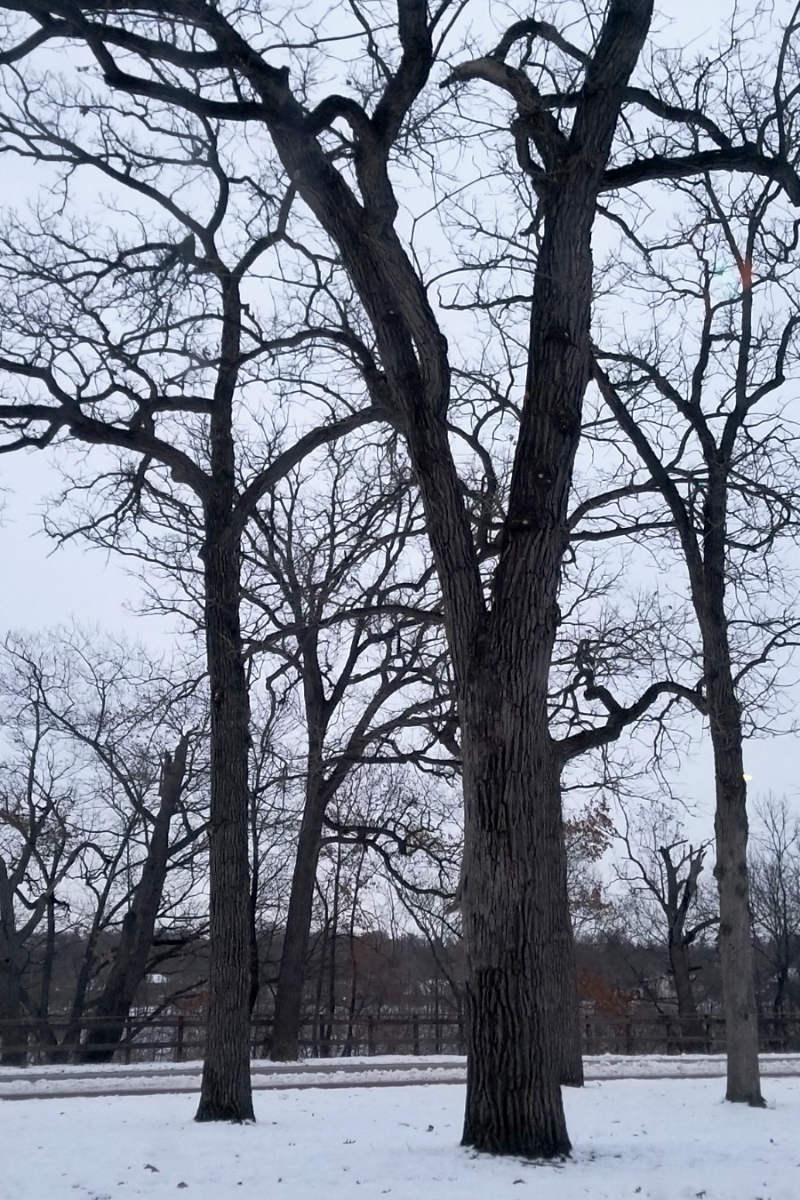 tall bare oak trees in snow against gray sky