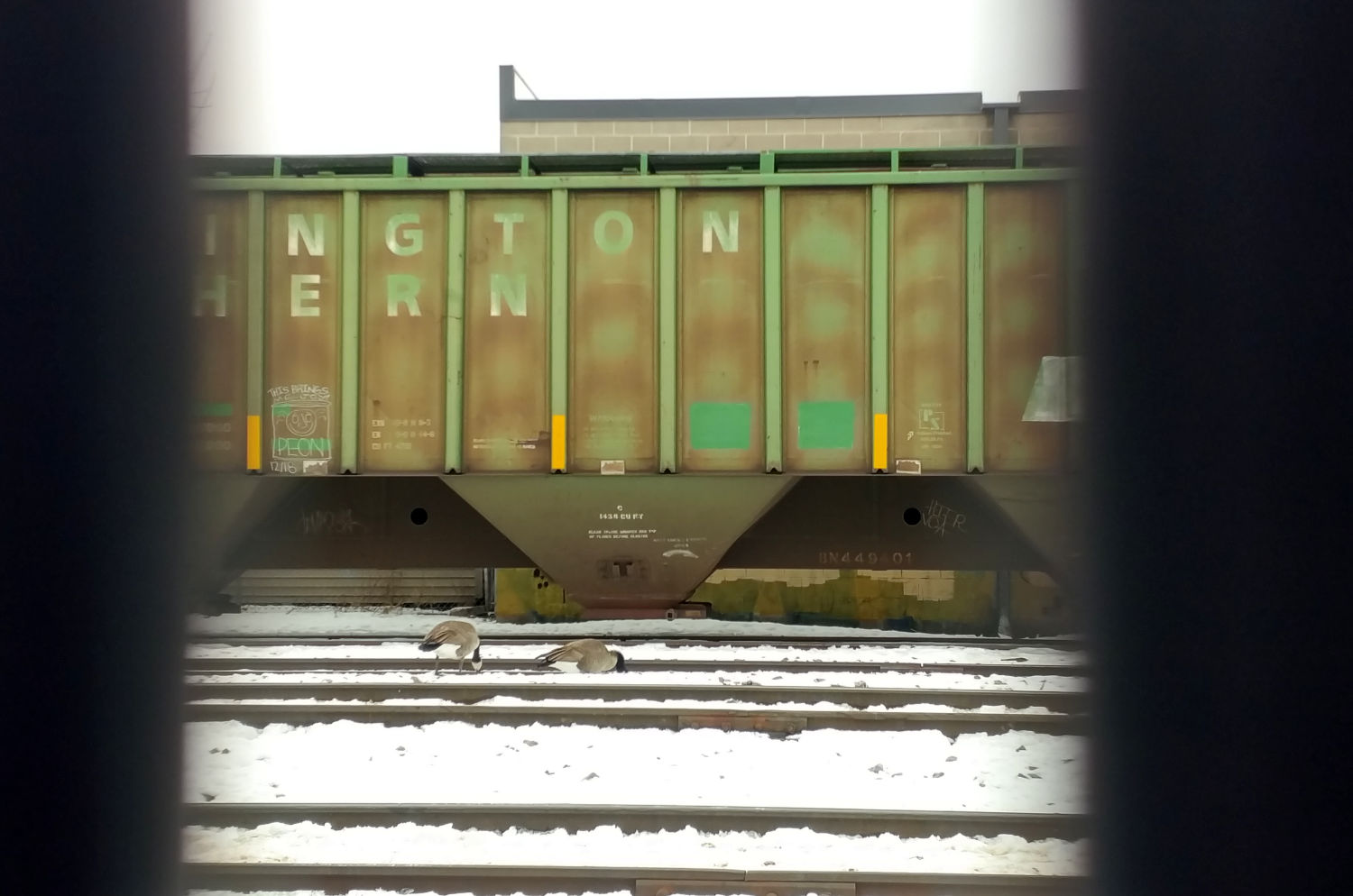 geese along snowy rail tracks with boxcar in background