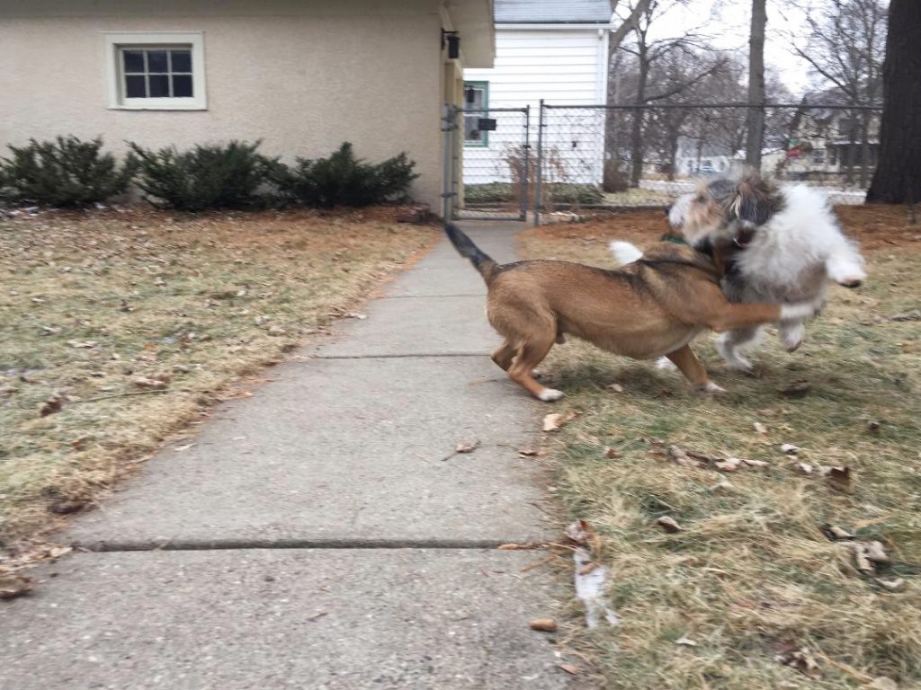 two dogs playing in a yard
