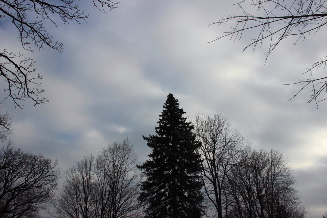 silhouettes of trees with gray cloudy sky