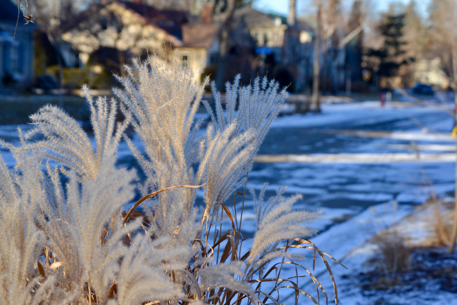 Fuzzy haired golden grasses with bluish snowy background