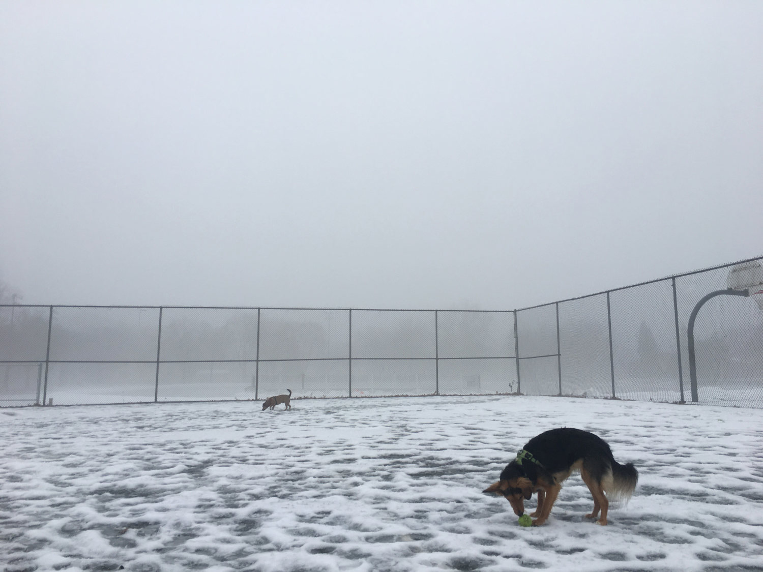 Two german shepherd dogs, one near and one far, in snow with fog