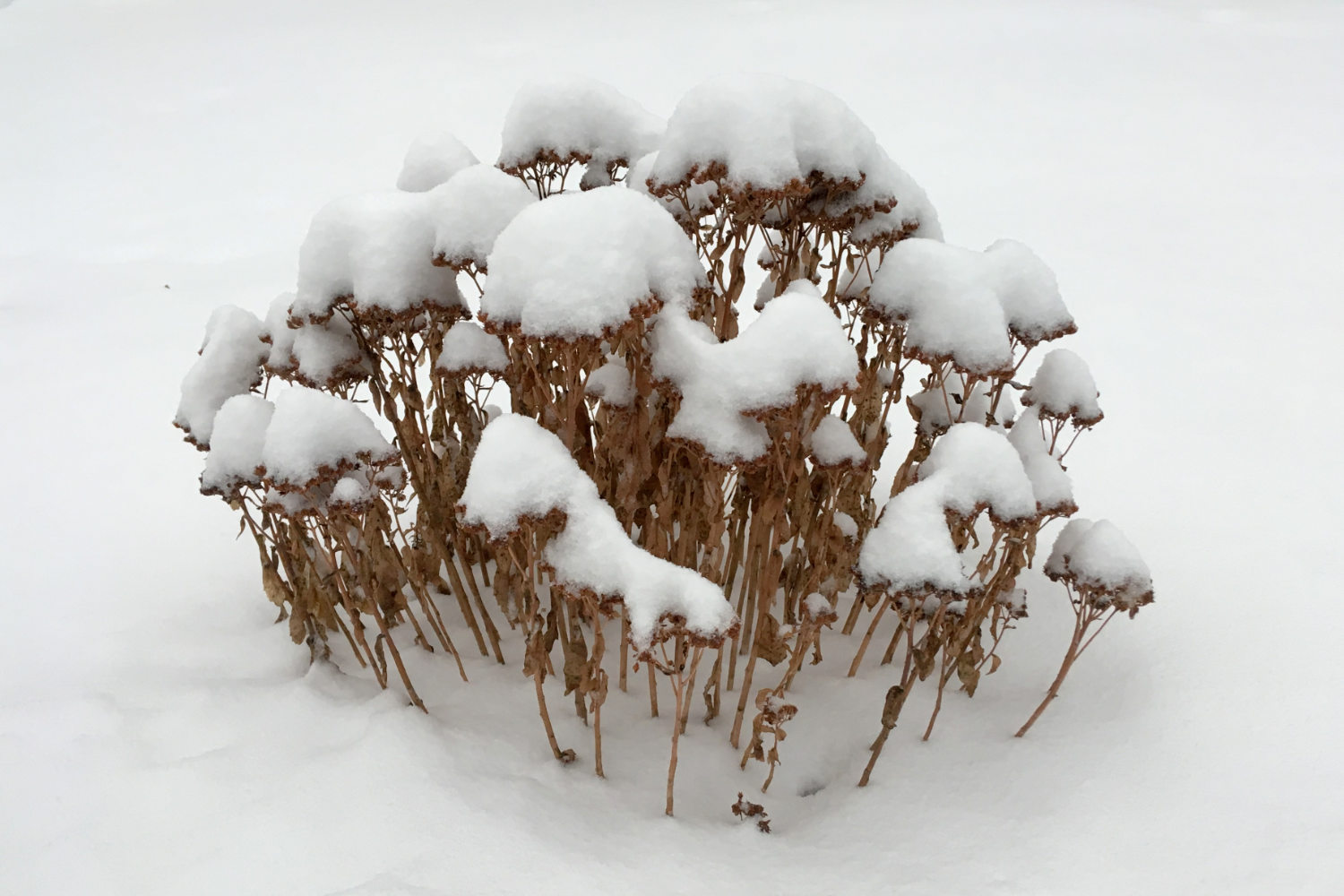 Clump of snow-capped dried brown stems in the snow