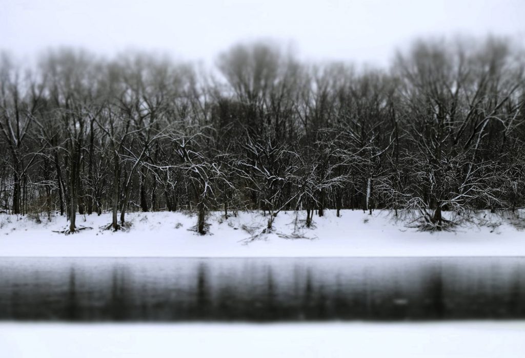 bare trees along icy water and snow