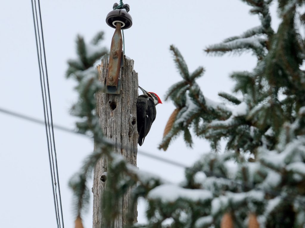 red-headed woodpecker atop a bare wooden pole