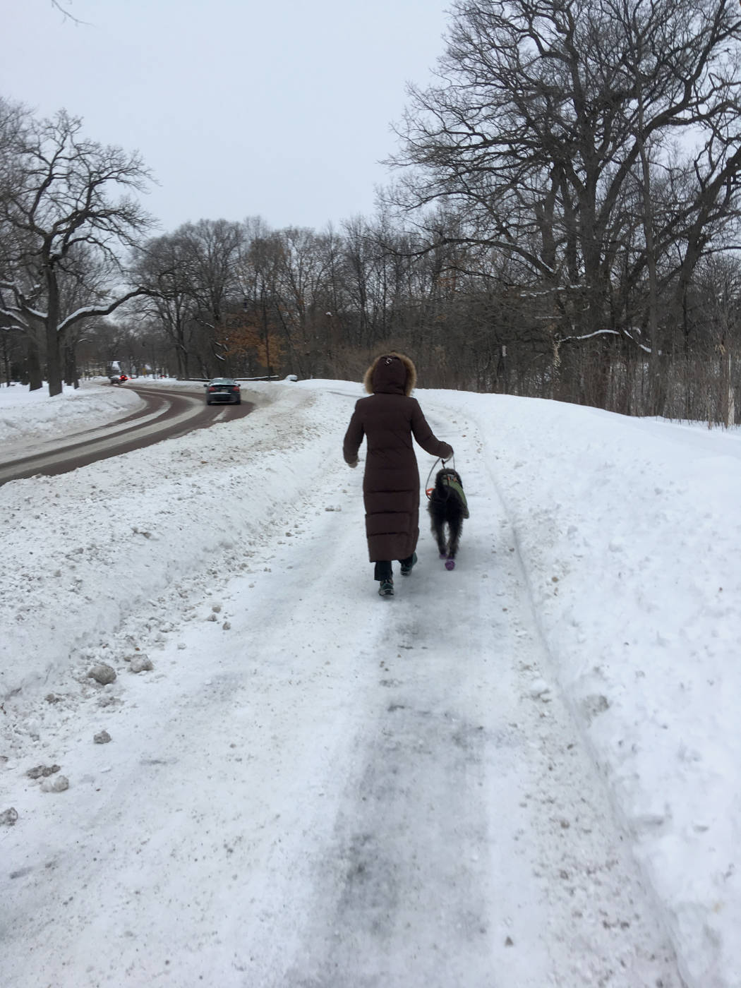 Back of a person with hooded, long winter coat walking a dog on a snow path with bare trees on a gray day