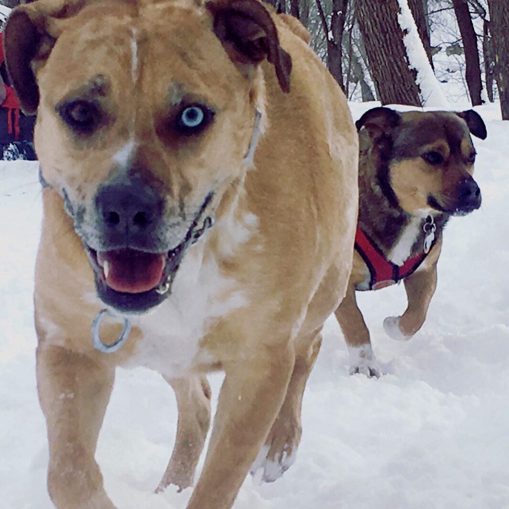 Two dogs running forwards on snow