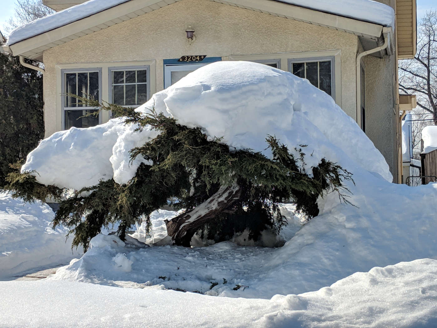 Large bush covered with heavy snow in front of a tan stucco bungalow house