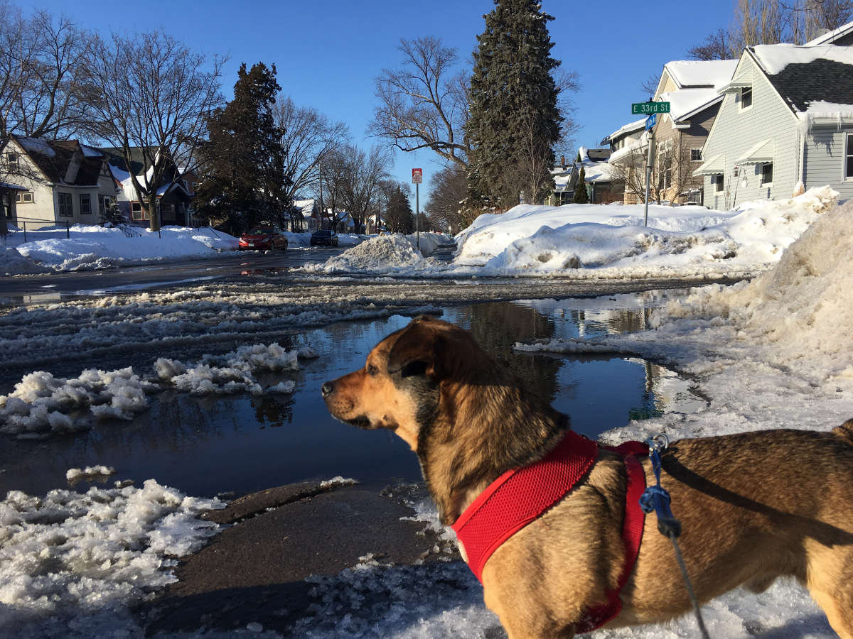 dog with red warmer around neck in front of giant street intersection puddle