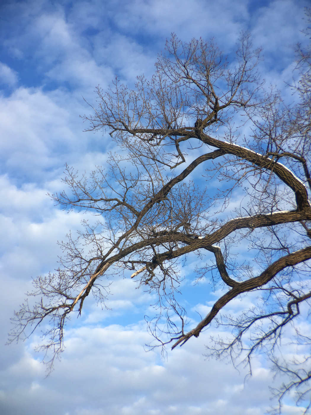 oak boughs against a blue sky with some clouds