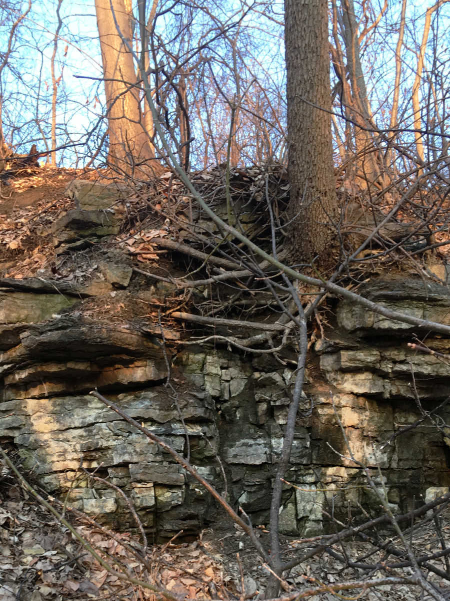 limestone bluff with tree trunks speckled with sunshine against a blue sky