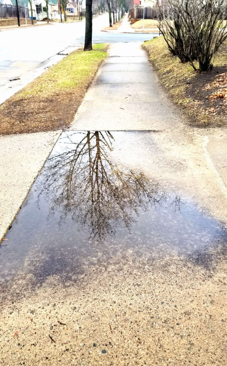 bare tree and sky reflected in large puddle on sidewalk.