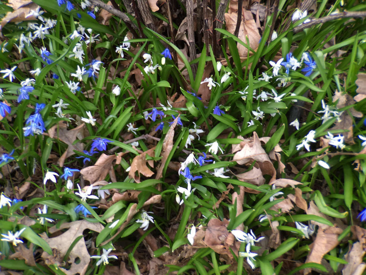 Little purple and white Spring Scilla blossoms with narrow green leaves atop shriveled brown leaves