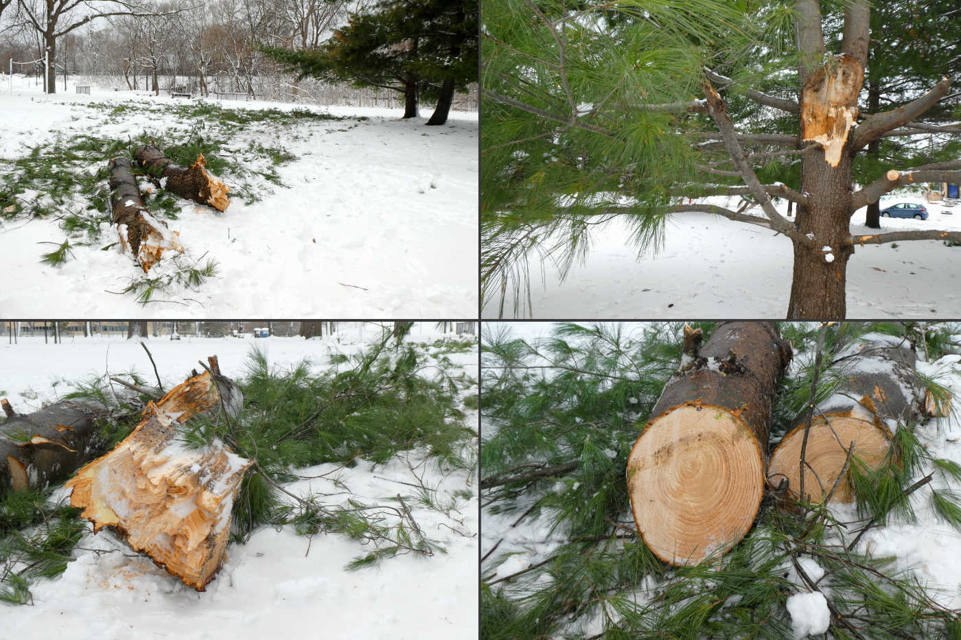 Composite of four photographs showing views of pine tree trunks broken and sawed in the snow surrounded by scattered pine branches and pine needles in the snow.