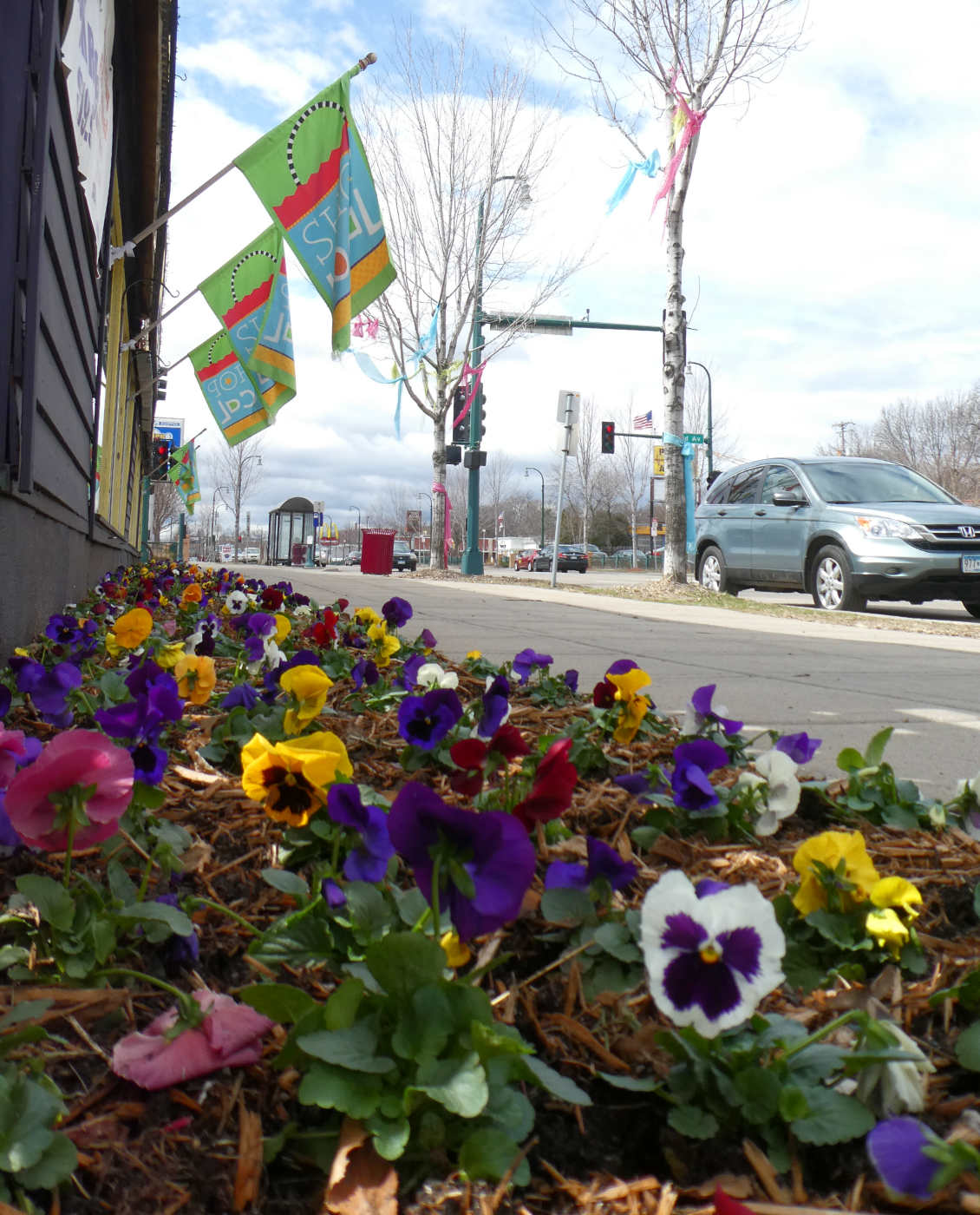 Bed of multi-colored pansies in a bed along sidewalk and streetscape with flags overhead and pink and blue ribbons hang overhead in trees