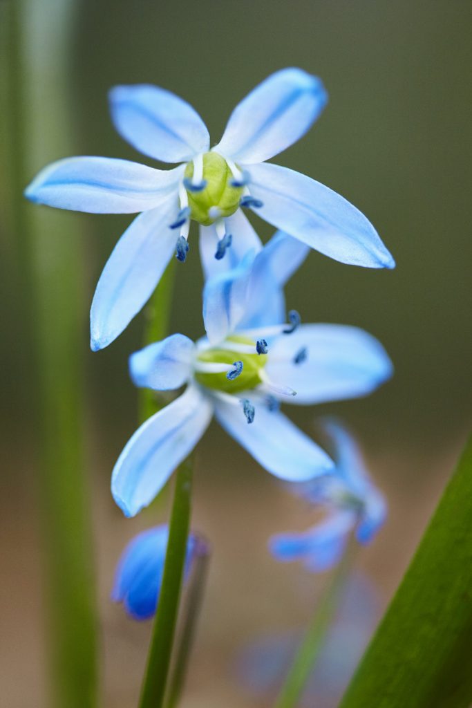 closeup of powder blue flowers with 6 long petals and plump green ovaries 