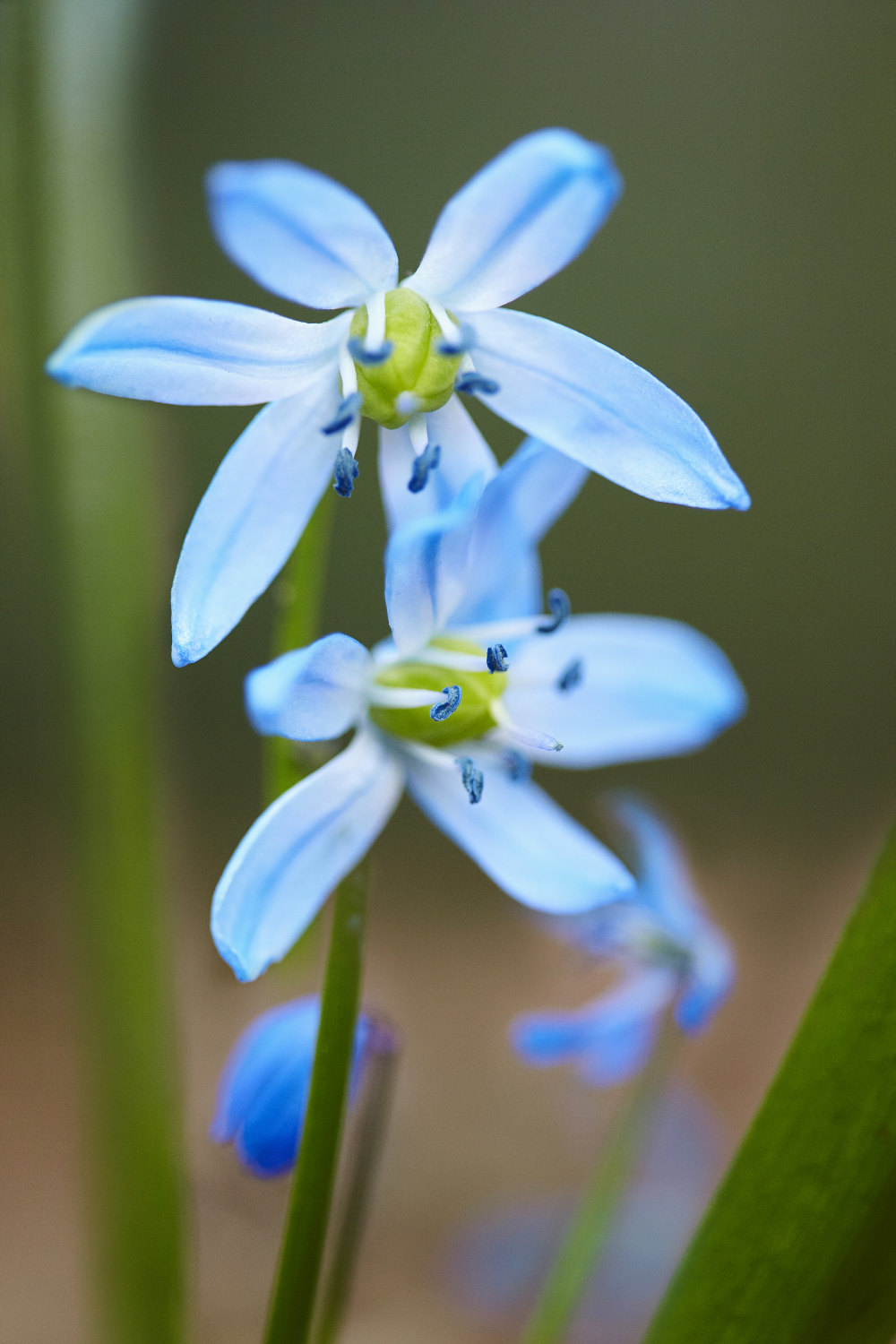 closeup of powder blue flowers with 6 long petals and plump green ovaries