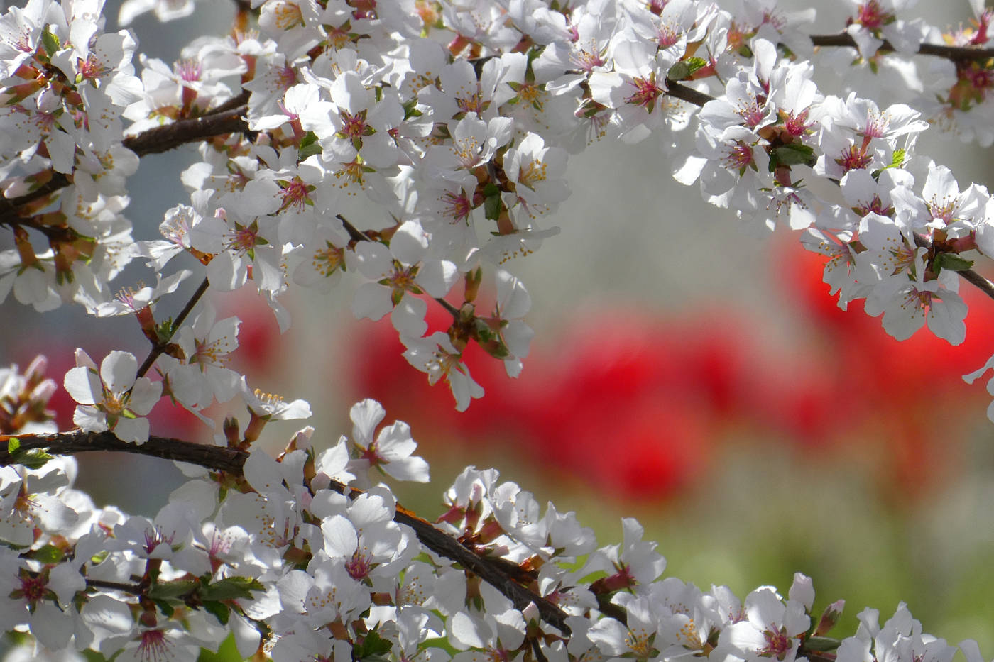 White blossoms with pink pistils on branches with blurry red tulips in background