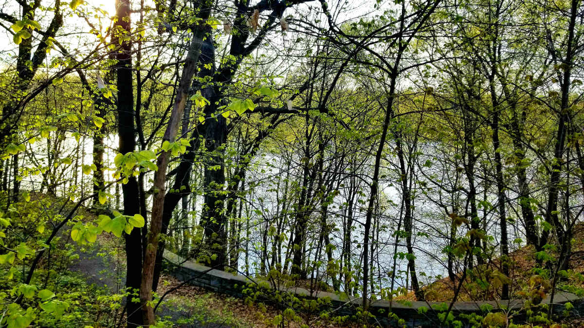 thicket of thin trees with blue river in background