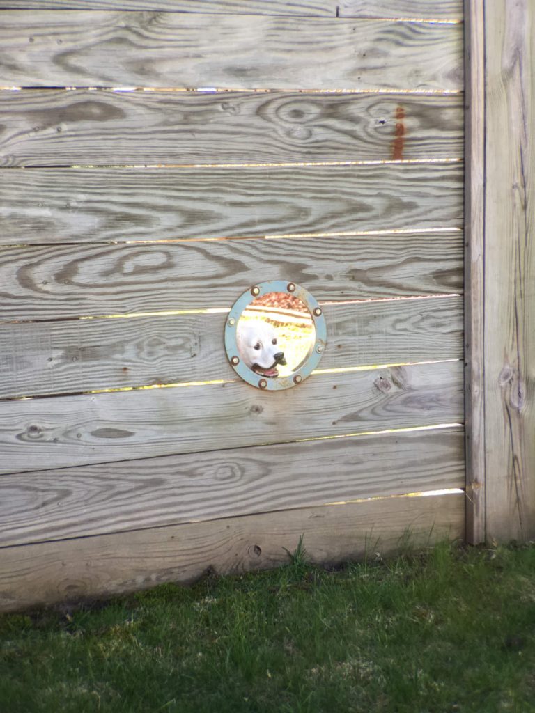 Head of a dog looking through a round window in a wooden fence