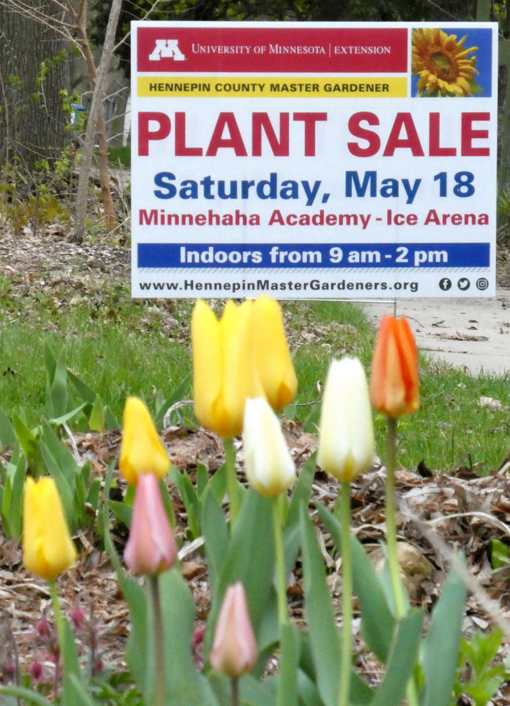 lawn sign behind tulips reading PLANT SALE, Saturday May 18, Minnehaha Academy - Ice Arena indoors from 9am - 2pm