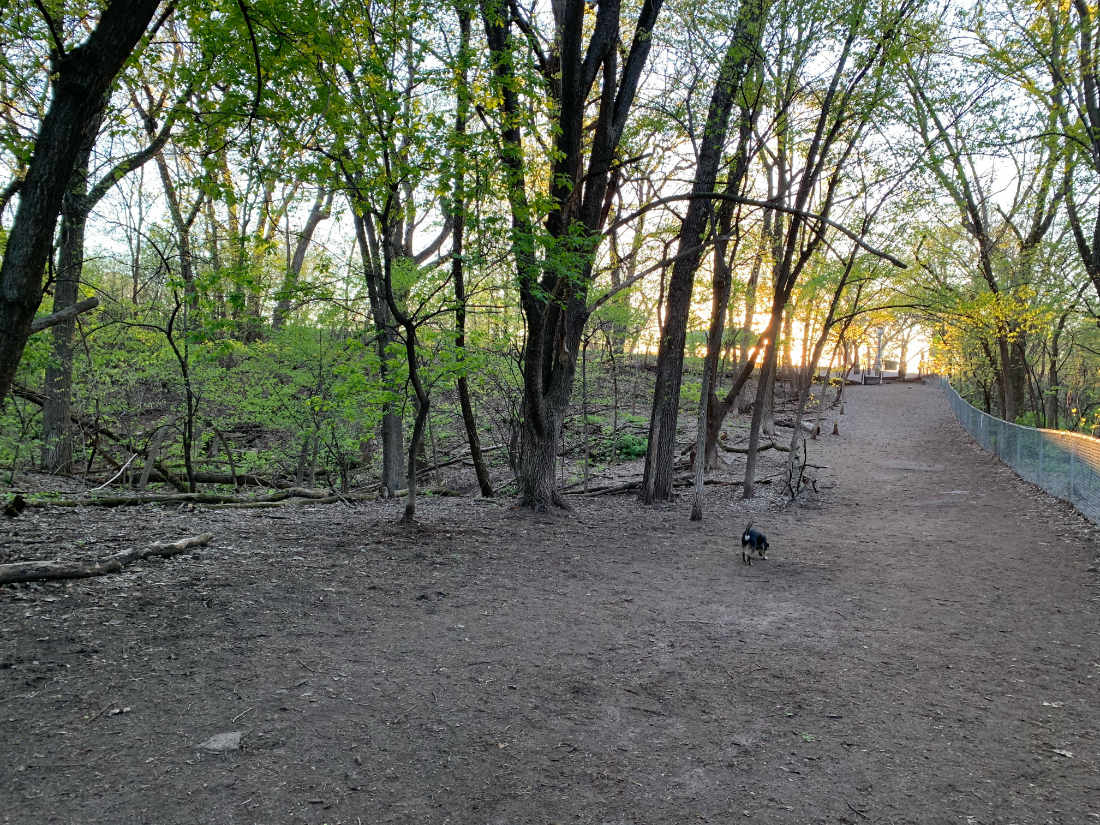 wide path in forest with black dog and sunset light over horizon