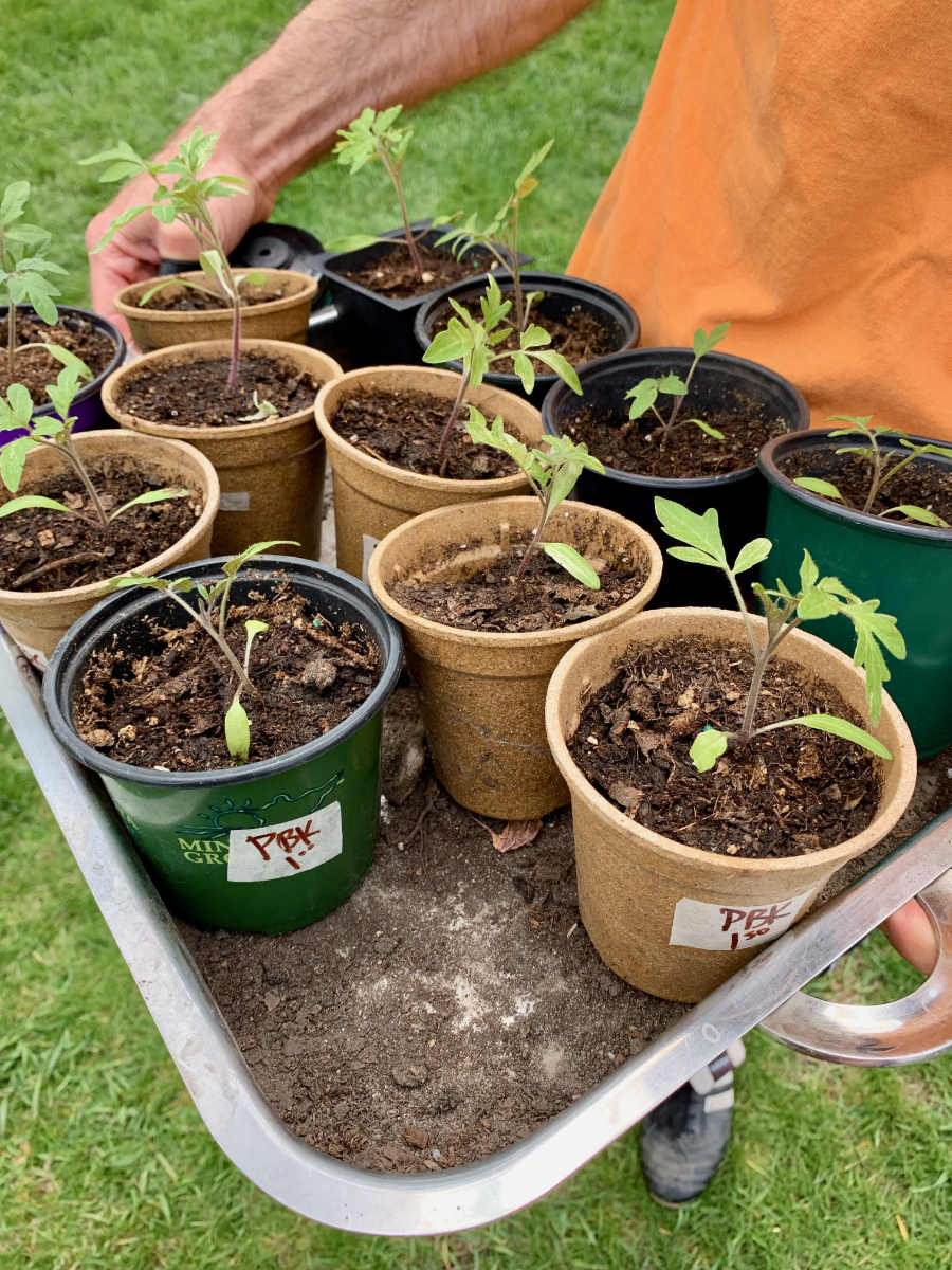 hands holding a tray of tomato seedlings in brown and green pots