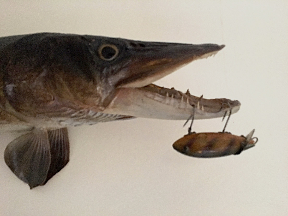 mounted fish head on wall