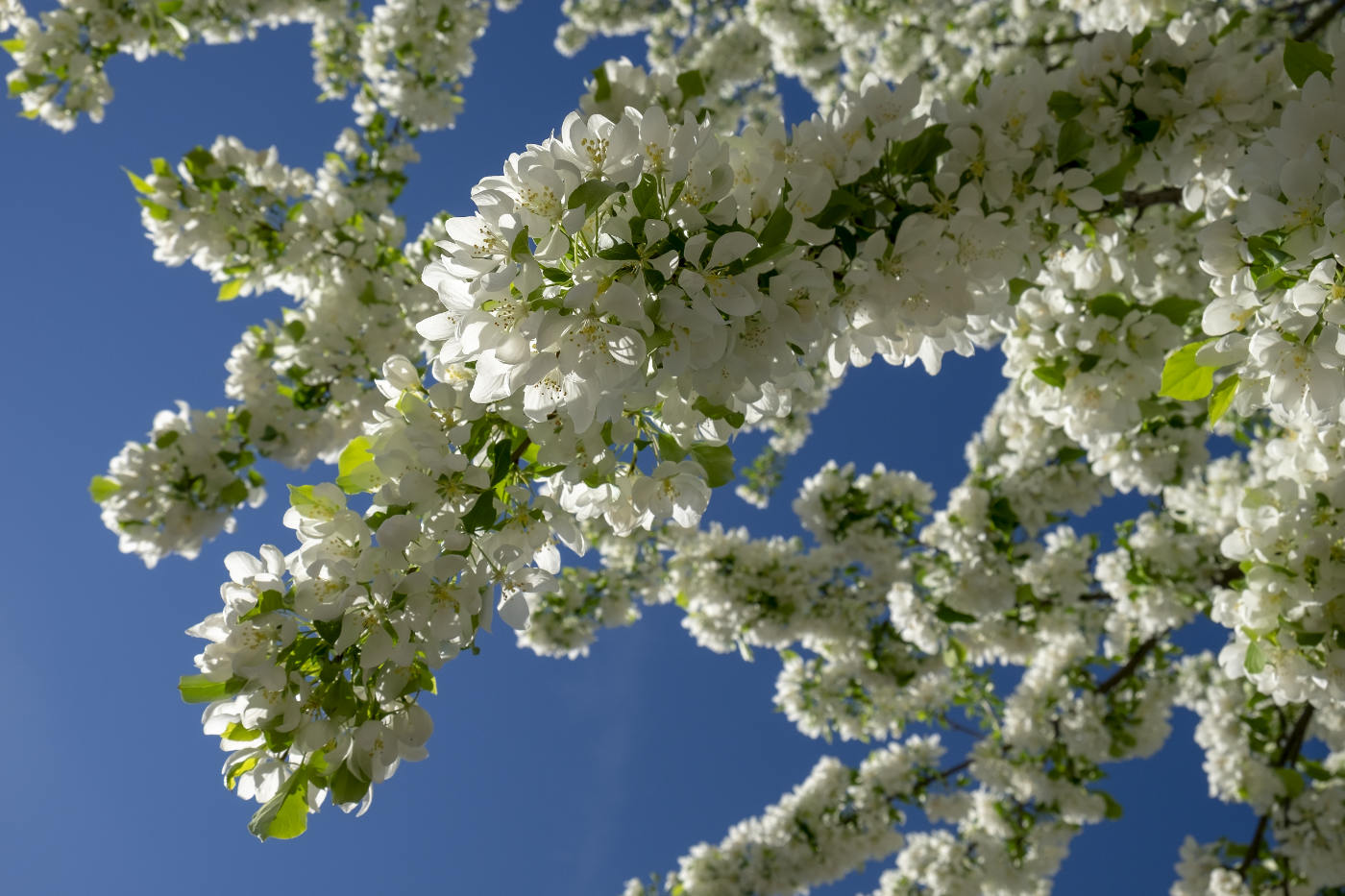 Full white blossoms on tree branches against a bright blue sky