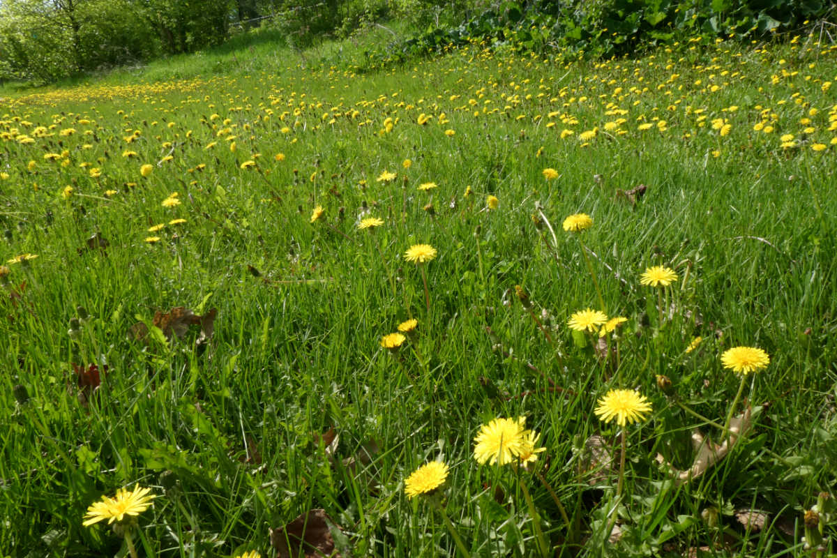 hundreds of bright yellow dandelions across a green grassy field with brush on hillside in background