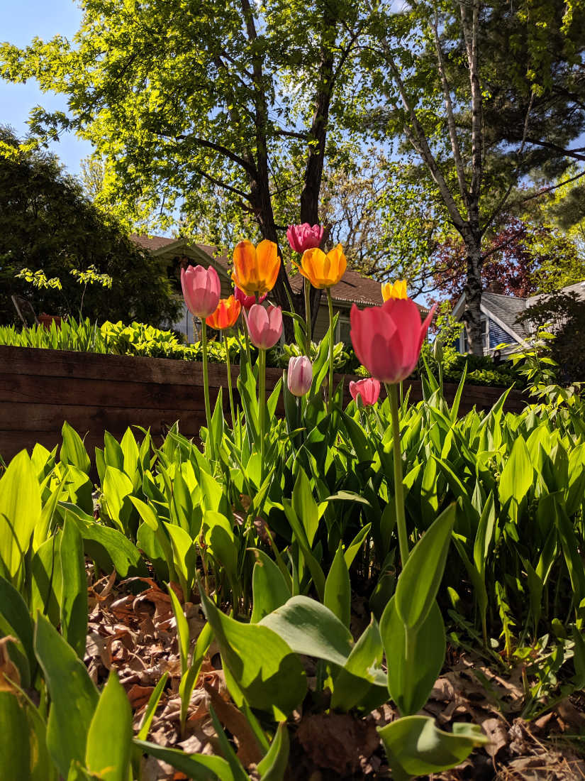 multi-colored tulips with glowing green leaves against tree and blue sky