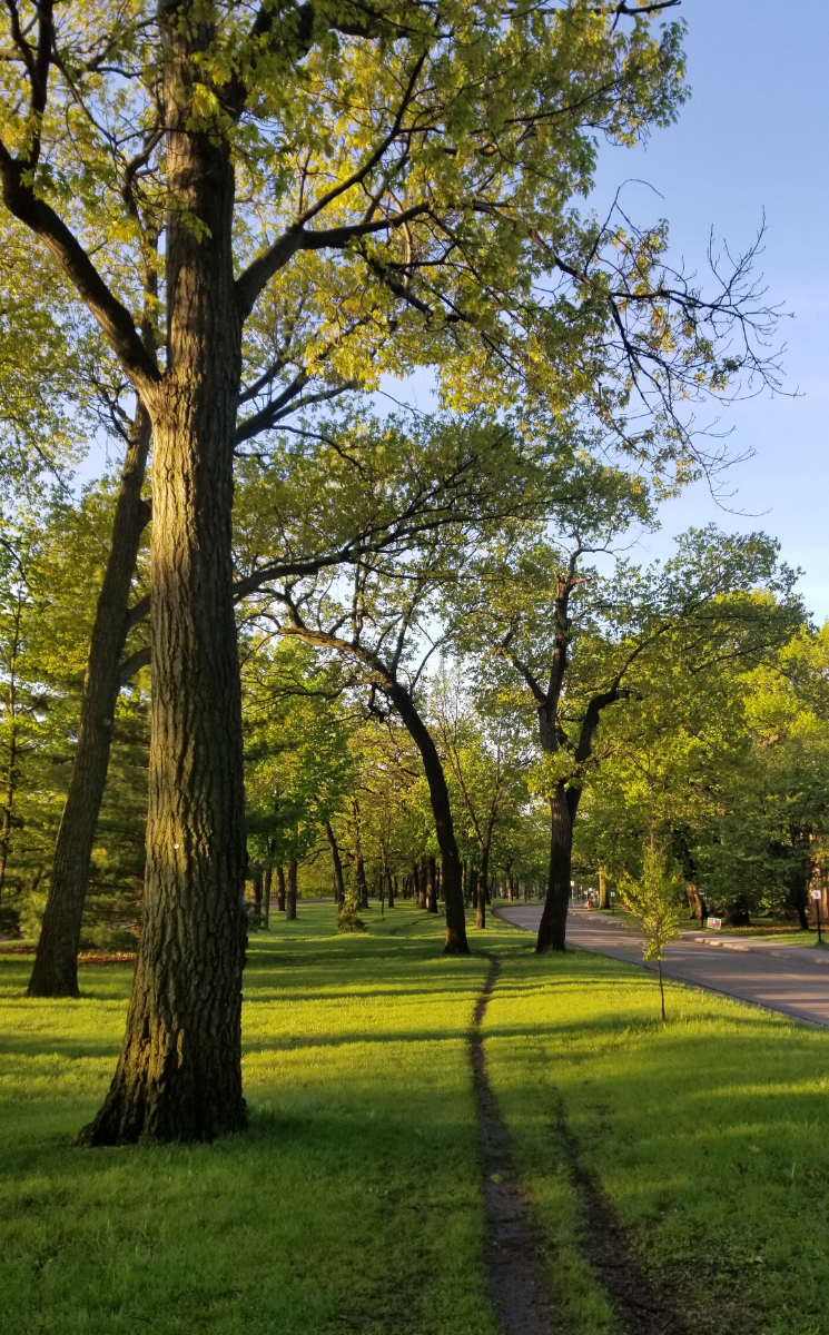 green grass parkway with dirt running path, trees, and walkway