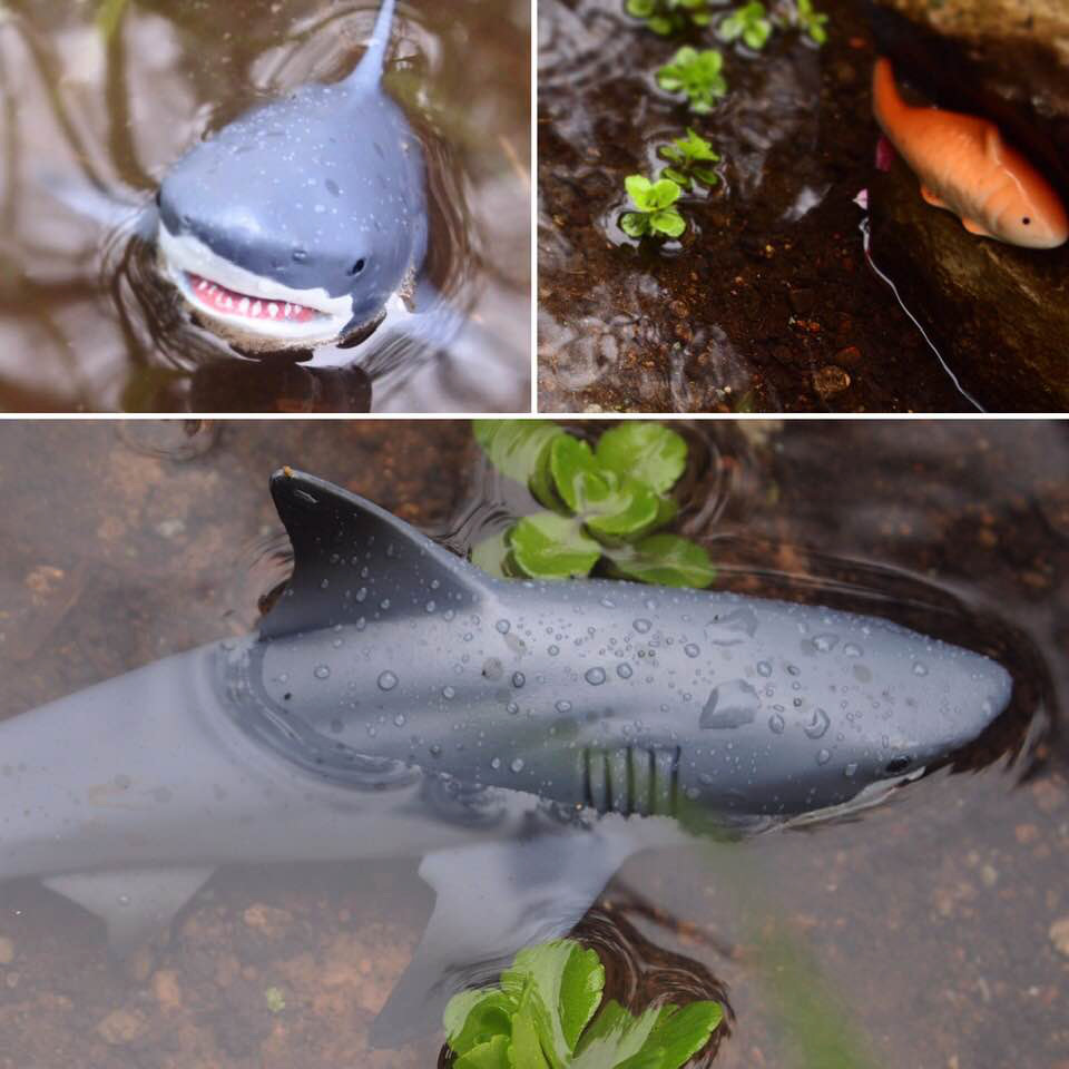 Triptych with two images of plastic sharks and one image of a little goldfish in pond.