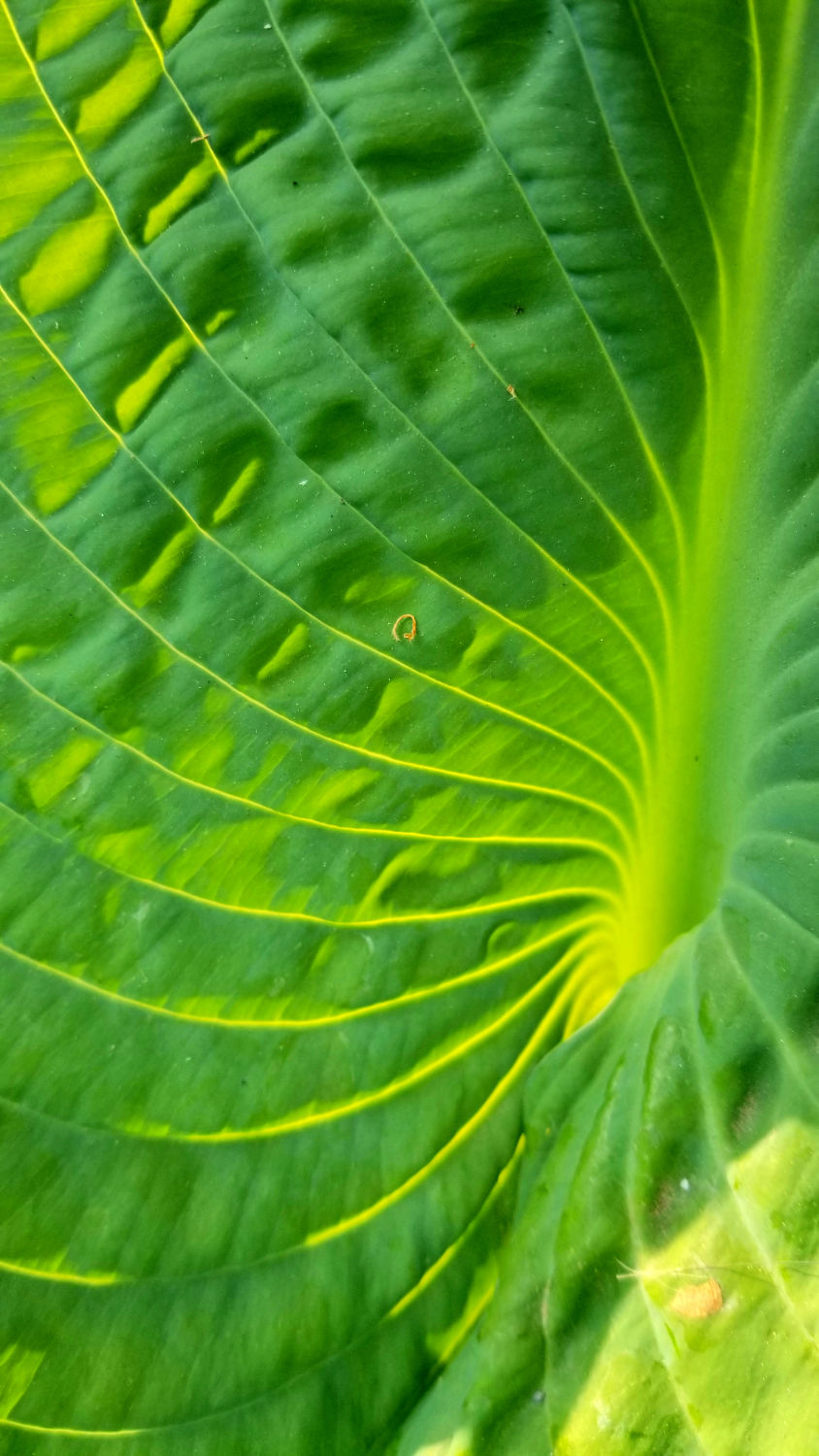 Closeup of bright green leaf with many yellow-green ribs
