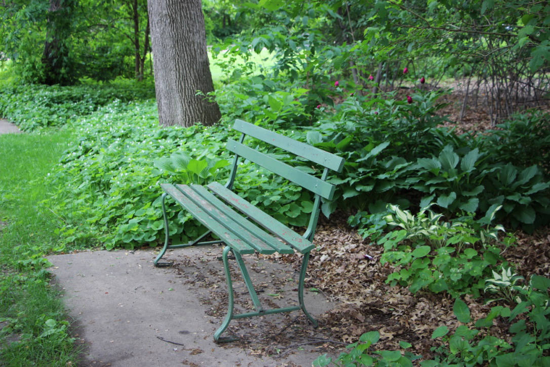 green wooden and iron park bench with green foliage and tree trunk